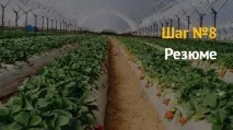 Вирощування полуниці як бізнес вирощування