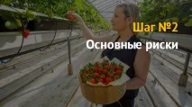 Вирощування полуниці як бізнес бізнес