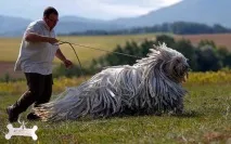 куче куче