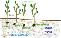 страданието причината