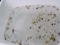 листя