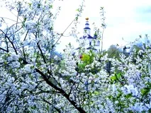 Вишня - Віденська дача дача