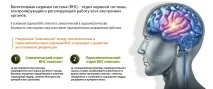 нервна нервна