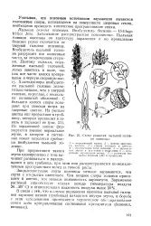 прахова велика