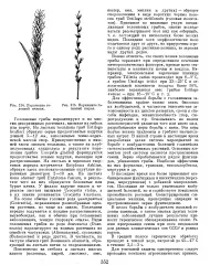 агент причиняващият