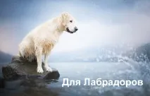 Вітаміни для лабрадору лабрадору