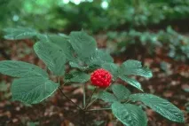 комплекс голям