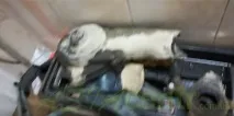 cheri смяна