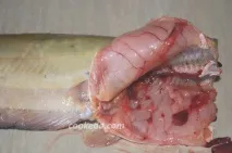корейски корейски