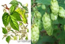 шишарки хмел шишарки хмел