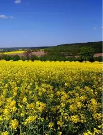 Навіщо нам сидерація ґрунту