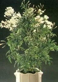officinale жасмин