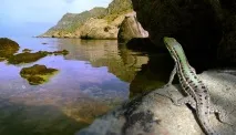 част полуострова видове животни
