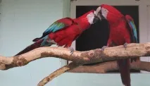 близо близо