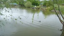 додо зоопарк