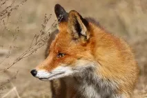 Азовско море животни