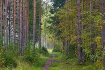 русия лисици