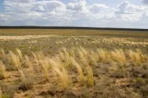 Зона пустель і напівпустель, Географія України пустель