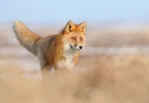 животни животни