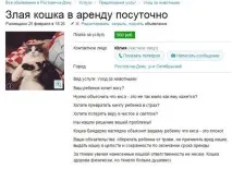котка лучич