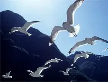 Звірятко - Чайки та крачки крачки