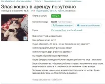 Злий кіт Люцифер (Люцик) його