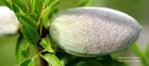 Зелений мигдаль – корисний продукт для здоров’я, LADY ADVANCE зелений