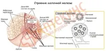 лікування