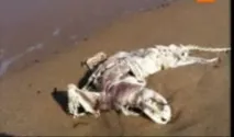 Жахливі чудовиська Каспійського моря жахливі