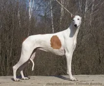 хрътка хрътка