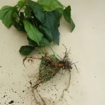 Догляд за гібіскусом у домашніх умовах гібіскусом