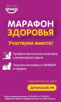 Догляд за кішками сфінксами, Ветклініка МіГ сфінксами