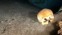 историята най-нечовешки