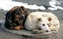 любимци домашните