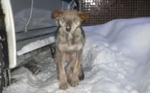 защита начина