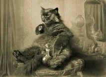 котка забавни