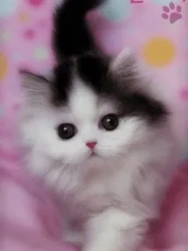 котка забавни