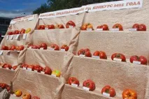 причини tomato