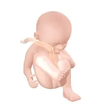 седмици седмици