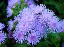 хюстън дизайн Ageratum