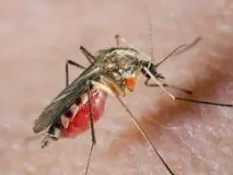 ухапвания комари алергия