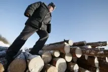 Безпілотники захистять челябінські ліси від чорних лісорубів - українська газета ліси