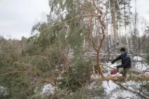 Безпілотники захистять челябінські ліси від чорних лісорубів - українська газета захистять