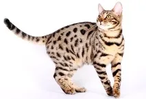бенгалска домашна
