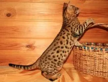 бенгалска котка
