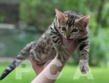 котки много котки