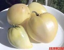 Білий, за смаком ніжний ніжний