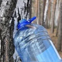 Березовий сік корисні властивості та протипоказання корисні