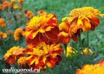 Чорнобривці. Опис та догляд за чорнобривцями догляд
