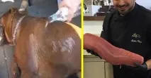 собственикът отиде